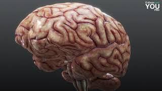 Visualizing the Human Brain