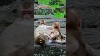 Best Clip Of Adorable Baby Monkey Lexi Very Friendly With Julie Monkey Family.y