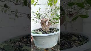 program bonsai sianci #pamnas #bonsai #pameranbonsai #belajarbonsai #garden #bonsaippbi