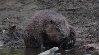 Beaver grooming. Elliot McCandless at Beaver Trust.