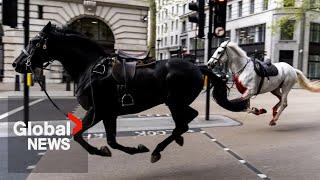 "Surreal": Panicked UK military horses charge down London streets