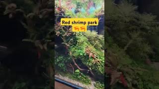 "This aquarium for shrimp"#shorts #neontetras #redshrimp #waterplants #garden