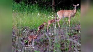 Newswatch 16's Mindi Ramsey shows some of the wildlife pictures that have been sent in.