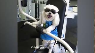 Dogs got Talent || Funny Compilation || Monkoodog