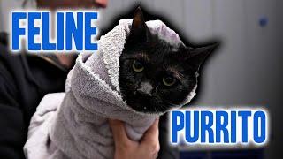 Feline Purrito - Horse Plus Happenings S2E15 | 3-12-25