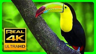Breathtaking Colors of Nature in 4K III Beautiful Nature - Sleep Relax Music 4K UHD TV Screensaver