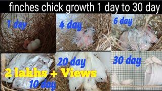 Baby finches growth Day 1 to 30(@vppetsandvlog9116 )