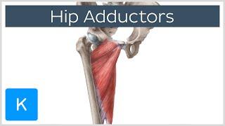 Anatomy of the Hip Adductor Muscles - Human Anatomy | Kenhub