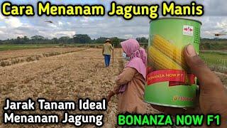 Cara Menanam Jagung Manis Dari Awal Sampai Panen