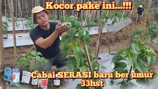 Cara pengocoran cabai rawit SERASI