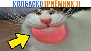 КОЛБАСКОПРИЁМНИК ))) | Приколы с котами | Мемозг 1544