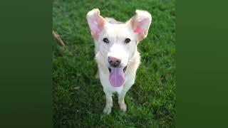 Meet Marvin, Paisley, and Boomer - ￼ available for adoption at Paws and Claws Humane Society