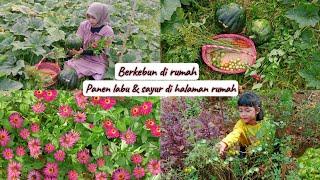 Panen labu & sayur di halaman rumah #kebunrumah #Pumpkin harvest in my garden #gardeningathome #