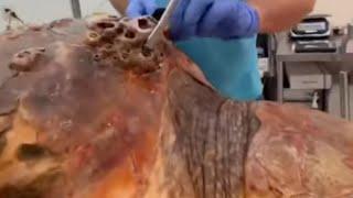 Clearing barnacles off sea turtle full video