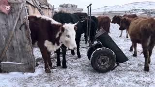 Ауыл вайб: 7 ші наурыз 