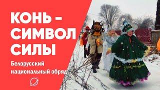 «Конь - символ силы». Белорусский национальный обряд «Коники»