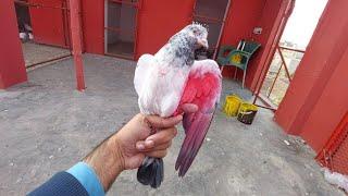 Bohat Shandar Golden Baby Pigeon Pakra | Hashim Mahmood Pigeons