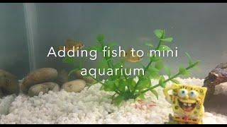 Adding Fish to mini aquarium