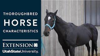 Thoroughbred Horse Characteristics
