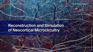 Reconstruction and Simulation of Neocortical Microcircuitry