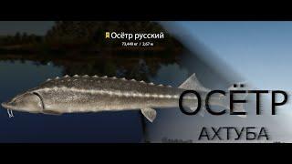 Russian Fishing 4 /Русская рыбалка 4 ▶ р.Ахтуба Осетр Русский +Бонус троф на 74 кг