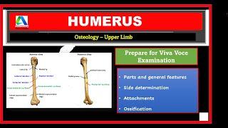 Humerus | Humerus Anatomy | Viva Voce questions | Upper Limb Bones | [Simplified]