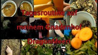 Tagesroutine auf meinem Gnadenhof DragonMeeri