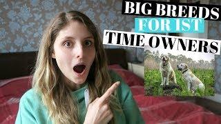 BEST BIG DOGS FOR FIRST TIME OWNERS - 5 BREEDS