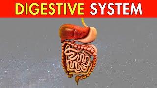 How Your Body Turns Food Into Poo #human #digestivesystem #poop