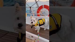 Can 2023 top last year's adventures? CUTE Westie puppy