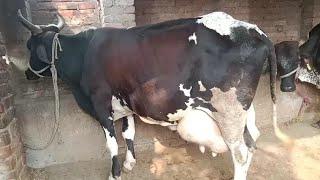 Vaishnav dairy farm | | par day 24 liter MILK #Vaishnavdairyfarm