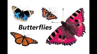 Different types of butterflies with pictures and names. English Vocabulary