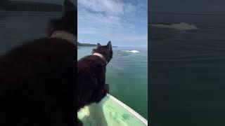 Пес плавает с китом/Bowhead whale swims with a dog Avatar the way of water