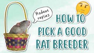HOW TO PICK A GOOD RAT BREEDER | Rodent replies 