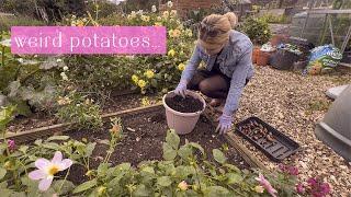 An Afternoon at the Plot! | Allotment Vlog   Ep.37 