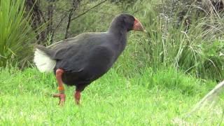 New Zealand's wildlife at it's best! Part 1