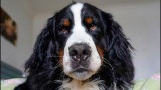 Things my Bernese Mountain Dog really HATES