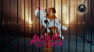 Carla's Dreams - Animal de Prada | Official Visualizer