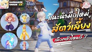 Ragnarok Origin EP 27 แนะนำมือใหม่ สัตว์เลี้ยง เลือกใช้ตัวไหนดี ?   | ROO