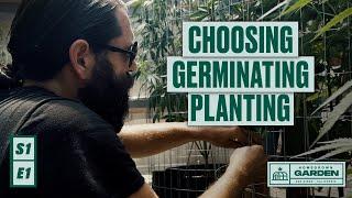 S1E1 Selecting Our Genetics, Germinating and Planting Cannabis Seeds | Homegrown Garden