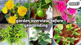 Overview of garden//#yearEnding //#newPlants //NS GARDENS//