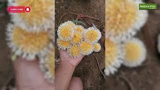 Bakini Flower In Sri Lanka #bakini #mostbeautifulflower #travelvideo