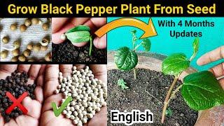 How to grow Black Pepper from Right seeds : Farmer's SECREAT method reveled