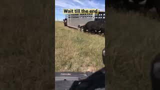 How to load a bull into trailer. #cows #farming