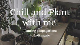 CHILL MUSIC PLANT WITH ME | Planting propagations to LoFi music