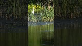 Czapla biała  #nature,  #zwierzęta, #birds