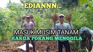 Edan....! memasuki musim tanam harga porang melejit - harga porang terbaru hari ini