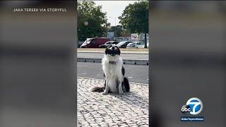 Dog steps in as fur-tographer and takes group photo of friends