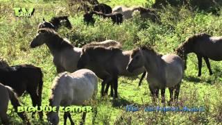 Wild Peers: Koniks herd - mating