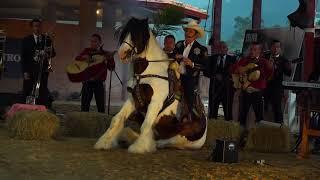 VOLVEREMOS A BRINDAR   GABRIEL ARRIAGA  EN VIVO